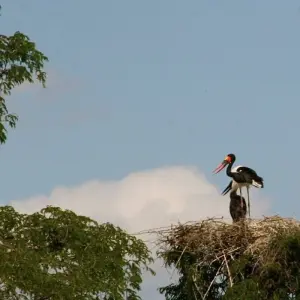 Explore 7 Days Selous, Mikumi & Ruaha Safari Package for 7 days with Adventure Makers Tanzania and discover unforgettable experiences - Photo 6