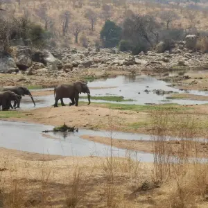 Explore 5 Days Fly In Selous - away from everything and everyone for 5 days with Adventure Makers Tanzania and discover unforgettable experiences - Photo 7