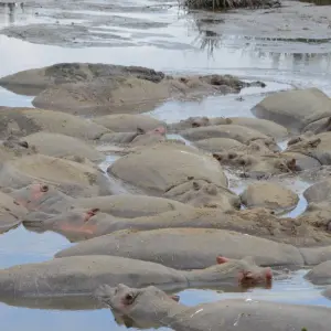 Explore Ngorongoro Crater Day Trip for 1 days with Adventure Makers Tanzania and discover unforgettable experiences - Photo 9