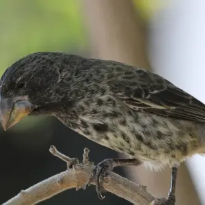 Explore The Best of Galapagos for 7 days with Adventure Journeys and discover unforgettable experiences - Photo 2