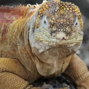 Explore Galapagos Essentials for 7 days with Adventure Journeys and discover unforgettable experiences - Photo 5