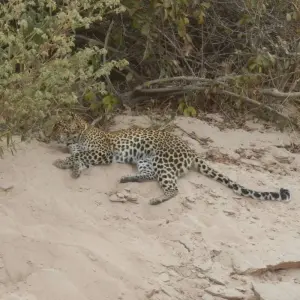 Explore 7 Days Selous, Mikumi & Ruaha Safari Package for 7 days with Adventure Makers Tanzania and discover unforgettable experiences - Photo 7