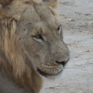 Explore 9 Days Jewels of Southern Tanzania Fly In Safari for 9 days with Adventure Makers Tanzania and discover unforgettable experiences - Photo 11