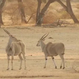 Explore 5 Days Fly In Selous - away from everything and everyone for 5 days with Adventure Makers Tanzania and discover unforgettable experiences - Photo 8