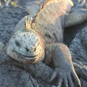 Explore The Best of Galapagos for 7 days with Adventure Journeys and discover unforgettable experiences - Photo 3