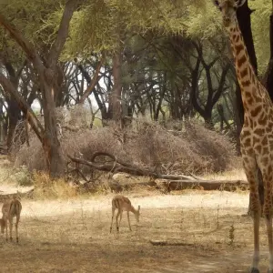 Explore 5 Days Fly In Selous - away from everything and everyone for 5 days with Adventure Makers Tanzania and discover unforgettable experiences - Photo 9