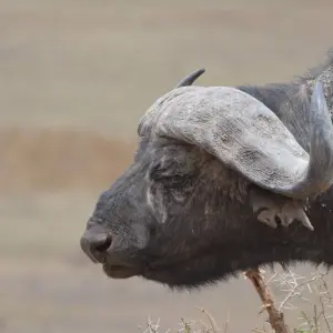 Explore Ngorongoro Crater Day Trip for 1 days with Adventure Makers Tanzania and discover unforgettable experiences - Photo 11