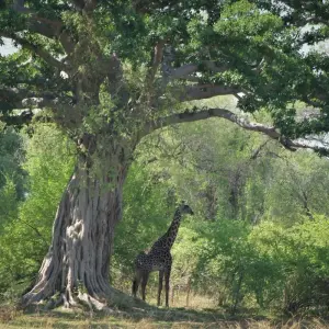 Explore Safari through the Zambezi and Luangwa Valleys for 14 days with Adventure Purists Ltd. and discover unforgettable experiences - Photo 2
