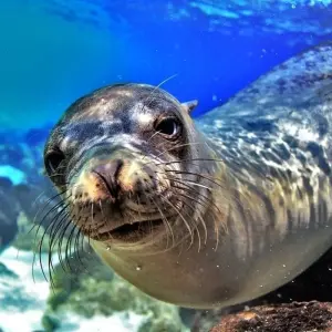 Explore Galapagos Essentials for 7 days with Adventure Journeys and discover unforgettable experiences - Photo 7