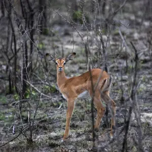 Explore Liuwa, Kafue, South Luangwa NP- Exploring Zambia's Wilderness for 15 days with Adventure Purists Ltd. and discover unforgettable experiences - Photo 2