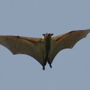 Explore Zambia Walking Safari for 15 days with Adventure Purists Ltd. and discover unforgettable experiences - Photo 2