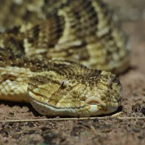 Explore Safari through the Zambezi and Luangwa Valleys for 14 days with Adventure Purists Ltd. and discover unforgettable experiences - Photo 3