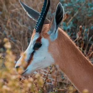 Explore Zambia's Best Parks for 9 days with Adventure Purists Ltd. and discover unforgettable experiences - Photo 2