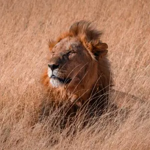 Explore Highlights of Zambia for 14 days with Adventure Purists Ltd. and discover unforgettable experiences - Photo 2