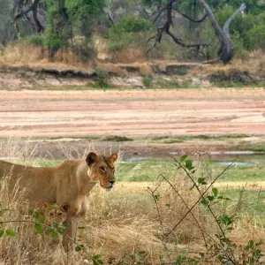 Explore 5 Days Fly In Selous - away from everything and everyone for 5 days with Adventure Makers Tanzania and discover unforgettable experiences - Photo 11