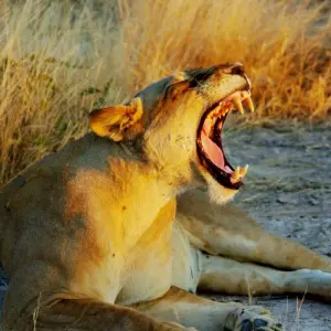 Explore Safari through the Zambezi and Luangwa Valleys for 14 days with Adventure Purists Ltd. and discover unforgettable experiences - Photo 4