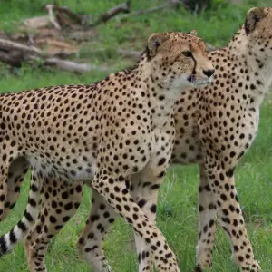 Explore Highlights of Zambia - 10 days for 10 days with Adventure Purists Ltd. and discover unforgettable experiences - Photo 4