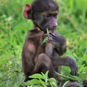 Explore Kafue 6 Days / 5 Nights Budget Safari for 6 days with Adventure Purists Ltd. and discover unforgettable experiences - Photo 4