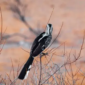 Explore Zambia's Best Parks for 9 days with Adventure Purists Ltd. and discover unforgettable experiences - Photo 3