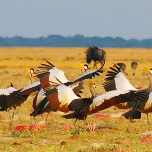 Explore The Wild West of Zambia for 8 days with Adventure Purists Ltd. and discover unforgettable experiences - Photo 3