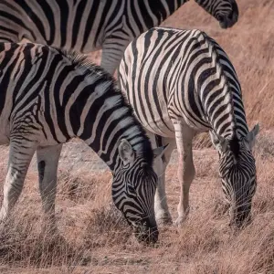 Explore Highlights of Zambia for 14 days with Adventure Purists Ltd. and discover unforgettable experiences - Photo 3