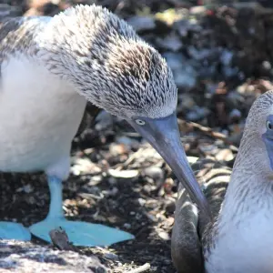 Explore Galapagos and Amazon Quest for 10 days with Adventure Journeys and discover unforgettable experiences - Photo 8