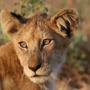 Explore Highlights of Zambia - 10 days for 10 days with Adventure Purists Ltd. and discover unforgettable experiences - Photo 5