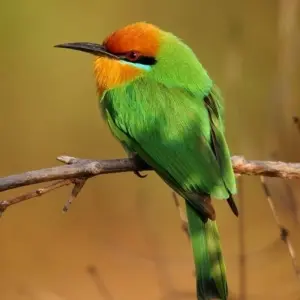 Explore Kafue 6 Days / 5 Nights Budget Safari for 6 days with Adventure Purists Ltd. and discover unforgettable experiences - Photo 5