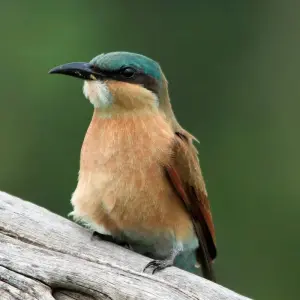 Explore Safari through the Zambezi and Luangwa Valleys for 14 days with Adventure Purists Ltd. and discover unforgettable experiences - Photo 5