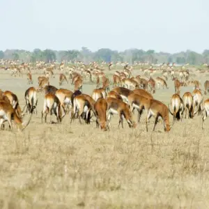 Explore Zambia Walking Safari for 15 days with Adventure Purists Ltd. and discover unforgettable experiences - Photo 5