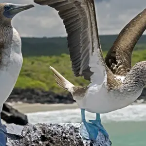 Explore The Best of Galapagos for 7 days with Adventure Journeys and discover unforgettable experiences - Photo 8