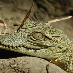 Explore Highlights of Zambia - 10 days for 10 days with Adventure Purists Ltd. and discover unforgettable experiences - Photo 6