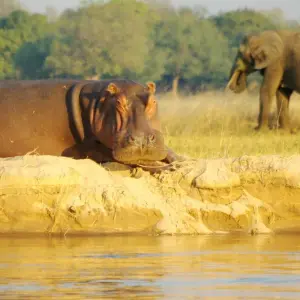 Explore Safari through the Zambezi and Luangwa Valleys for 14 days with Adventure Purists Ltd. and discover unforgettable experiences - Photo 6