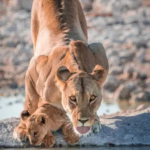 Explore Zambia's Best Parks for 9 days with Adventure Purists Ltd. and discover unforgettable experiences - Photo 5