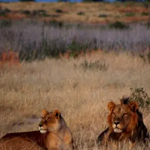 Explore Liuwa, Kafue, South Luangwa NP- Exploring Zambia's Wilderness for 15 days with Adventure Purists Ltd. and discover unforgettable experiences - Photo 6