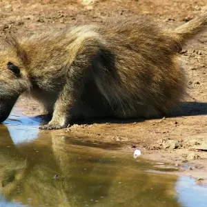 Explore Zambia Walking Safari for 15 days with Adventure Purists Ltd. and discover unforgettable experiences - Photo 6