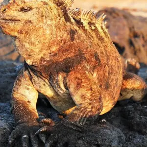 Explore The Best of Galapagos for 7 days with Adventure Journeys and discover unforgettable experiences - Photo 9