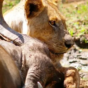 Explore Kafue 6 Days / 5 Nights Budget Safari for 6 days with Adventure Purists Ltd. and discover unforgettable experiences - Photo 7