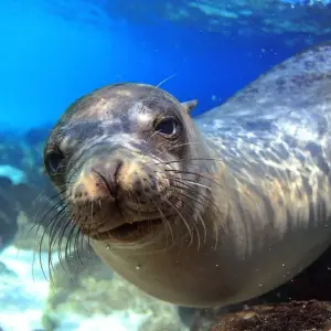 Explore Galapagos and Amazon Quest for 10 days with Adventure Journeys and discover unforgettable experiences - Photo 10