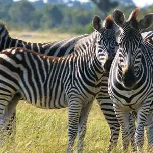 Explore Highlights of Zambia for 14 days with Adventure Purists Ltd. and discover unforgettable experiences - Photo 5