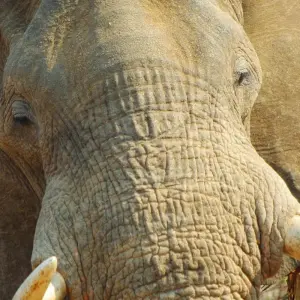 Explore Highlights of Zambia - 10 days for 10 days with Adventure Purists Ltd. and discover unforgettable experiences - Photo 7