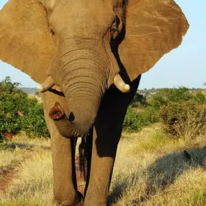 Explore Safari through the Zambezi and Luangwa Valleys for 14 days with Adventure Purists Ltd. and discover unforgettable experiences - Photo 7