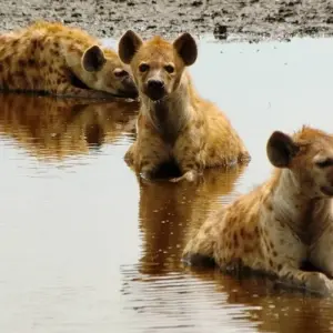 Explore Liuwa, Kafue, South Luangwa NP- Exploring Zambia's Wilderness for 15 days with Adventure Purists Ltd. and discover unforgettable experiences - Photo 7