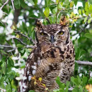 Explore Zambia's Best Parks for 9 days with Adventure Purists Ltd. and discover unforgettable experiences - Photo 6