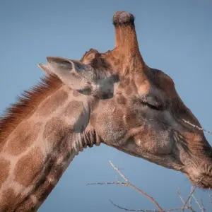 Explore Zambia Walking Safari for 15 days with Adventure Purists Ltd. and discover unforgettable experiences - Photo 7