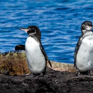 Explore The Best of Galapagos for 7 days with Adventure Journeys and discover unforgettable experiences - Photo 10