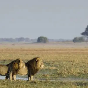 Explore Highlights of Zambia - 10 days for 10 days with Adventure Purists Ltd. and discover unforgettable experiences - Photo 8