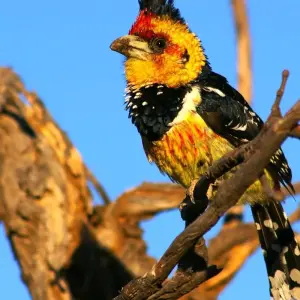 Explore Safari through the Zambezi and Luangwa Valleys for 14 days with Adventure Purists Ltd. and discover unforgettable experiences - Photo 8