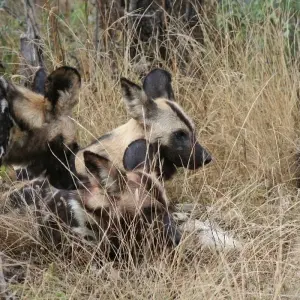 Explore The Wild West of Zambia for 8 days with Adventure Purists Ltd. and discover unforgettable experiences - Photo 7