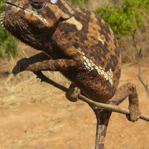 Explore Zambia's Best Parks for 9 days with Adventure Purists Ltd. and discover unforgettable experiences - Photo 7